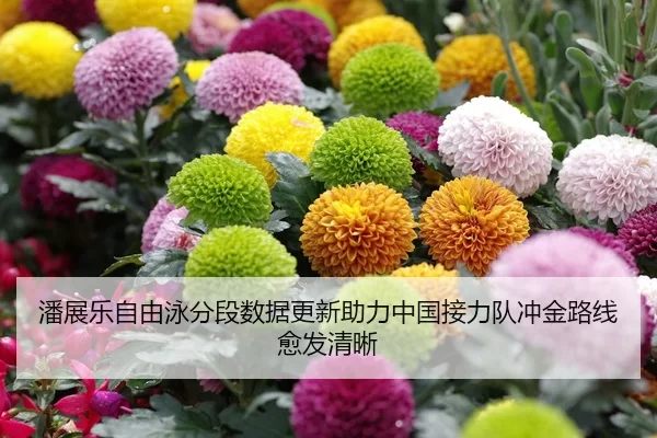 潘展乐自由泳分段数据更新助力中国接力队冲金路线愈发清晰